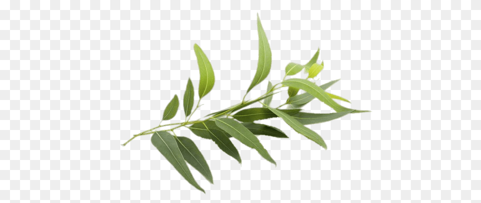 Eucalyptus Twig, Grass, Herbal, Herbs, Leaf Png Image