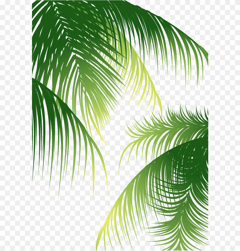 Euclidean Arecaceae Coconut Tree Coconut Leaves Vector, Fern, Green, Leaf, Plant Free Png Download