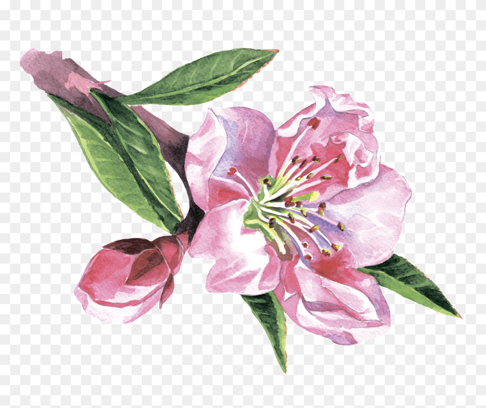 Euclidean Vector, Flower, Plant, Petal, Rose Png Image