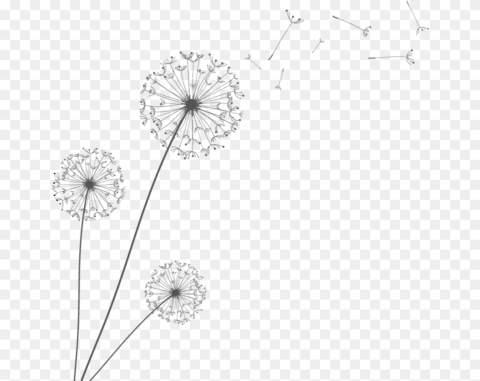 Euclidean Vector Dandelion Jovens Cristos Fazendo A, Flower, Plant, Blackboard Free Transparent Png
