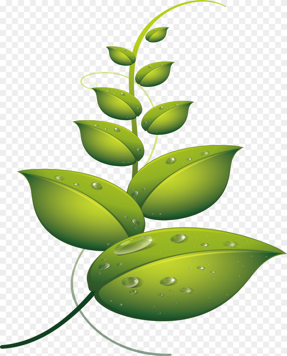 Euclidean Vector Leaves Illustration, Green, Leaf, Plant, Herbal Free Transparent Png