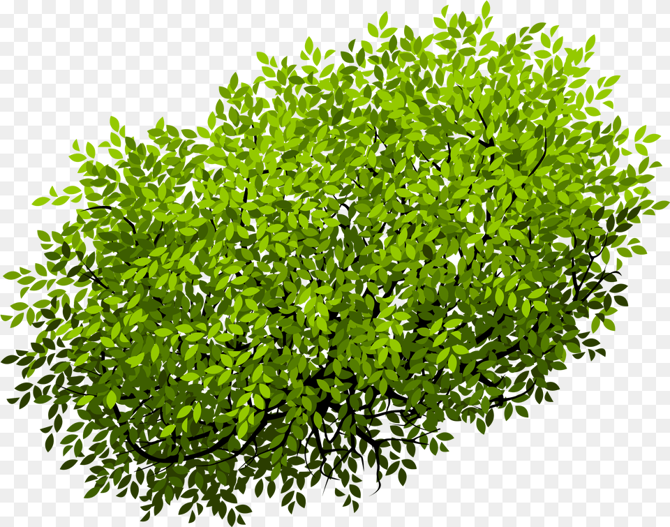 Euclidean Vector Shrub Tree Shrubs Top View, Green, Vegetation, Moss, Plant Png