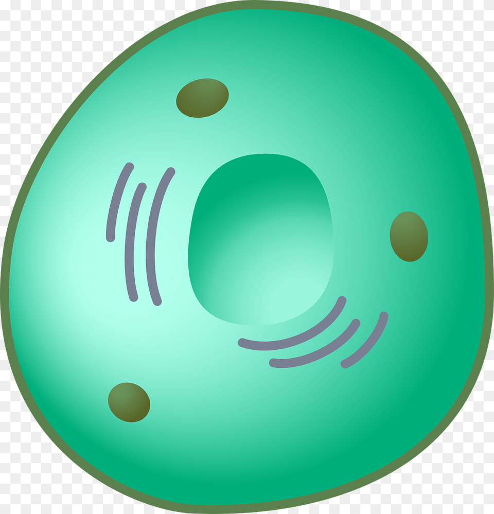 Eukaryot Cell Nucleus Nucleus Clipart, Water Free Transparent Png