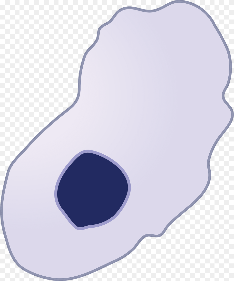 Eukaryote Clipart Png