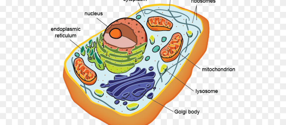 Eukaryote Origins, Food Png Image