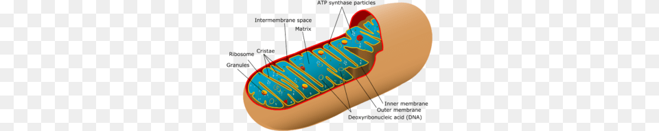 Eukaryotic Cells, Food, Hot Dog Free Transparent Png
