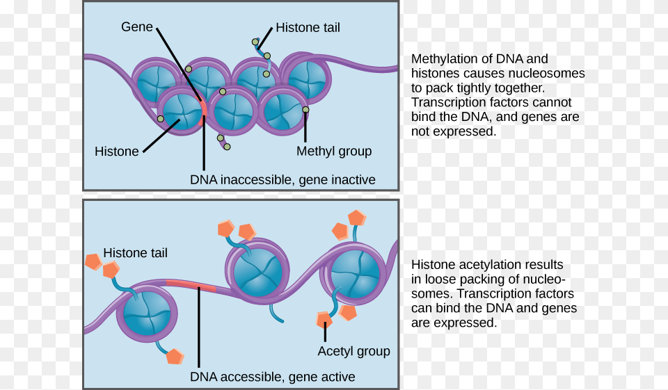 Eukaryotic Epigenetic Gene Regulation Epigenetic Control Free Png Download