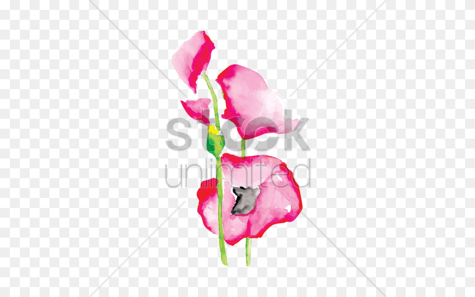 Euphorbia Flower Vector Petal, Plant, Rose Png Image