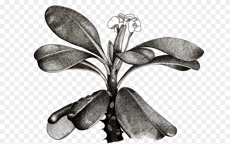 Euphorbia Milii Plant Sketch, Acanthaceae, Flower, Leaf, Annonaceae Png