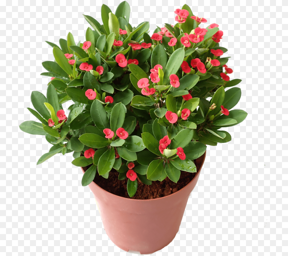 Euphorbia Milli 88 Crown Of Thorns, Flower, Flower Arrangement, Potted Plant, Geranium Free Png