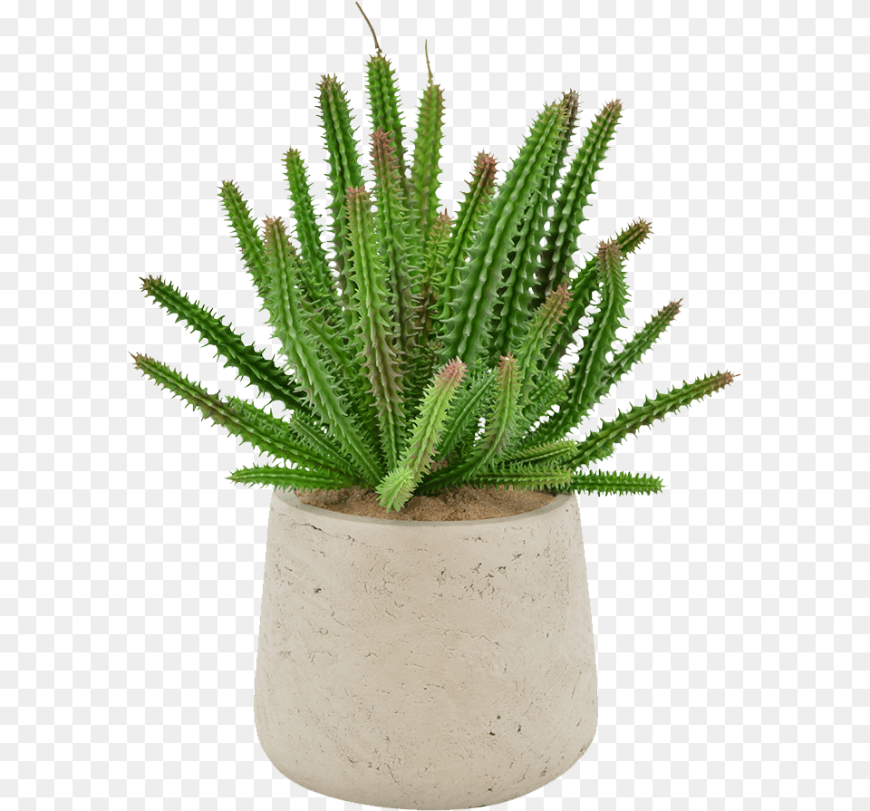 Euphorbia Succulent, Plant, Potted Plant Png