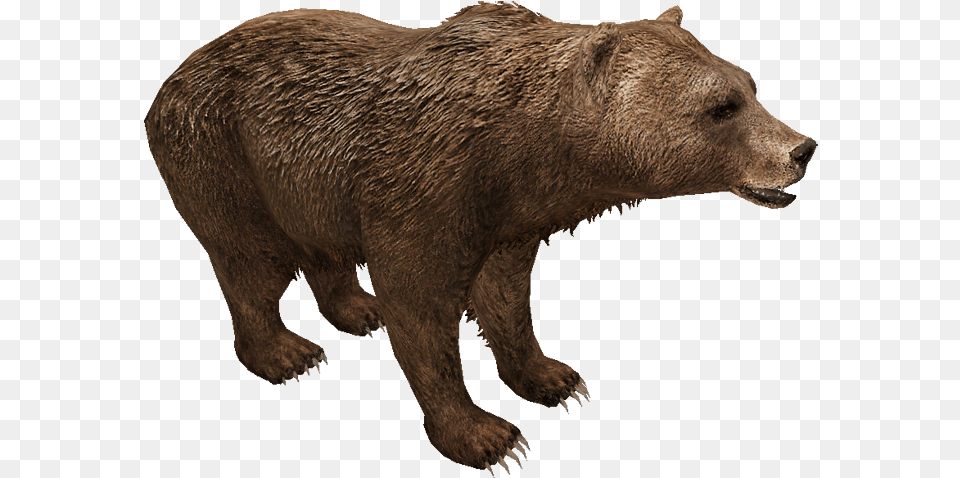 Eurasian Brown Bear Eurasian Brown Bear, Animal, Mammal, Wildlife, Brown Bear Free Png Download