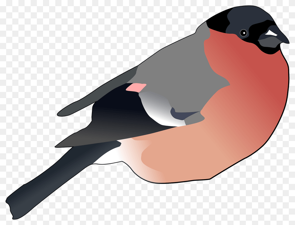 Eurasian Bullfinch Clipart, Animal, Bird, Finch, Fish Free Png