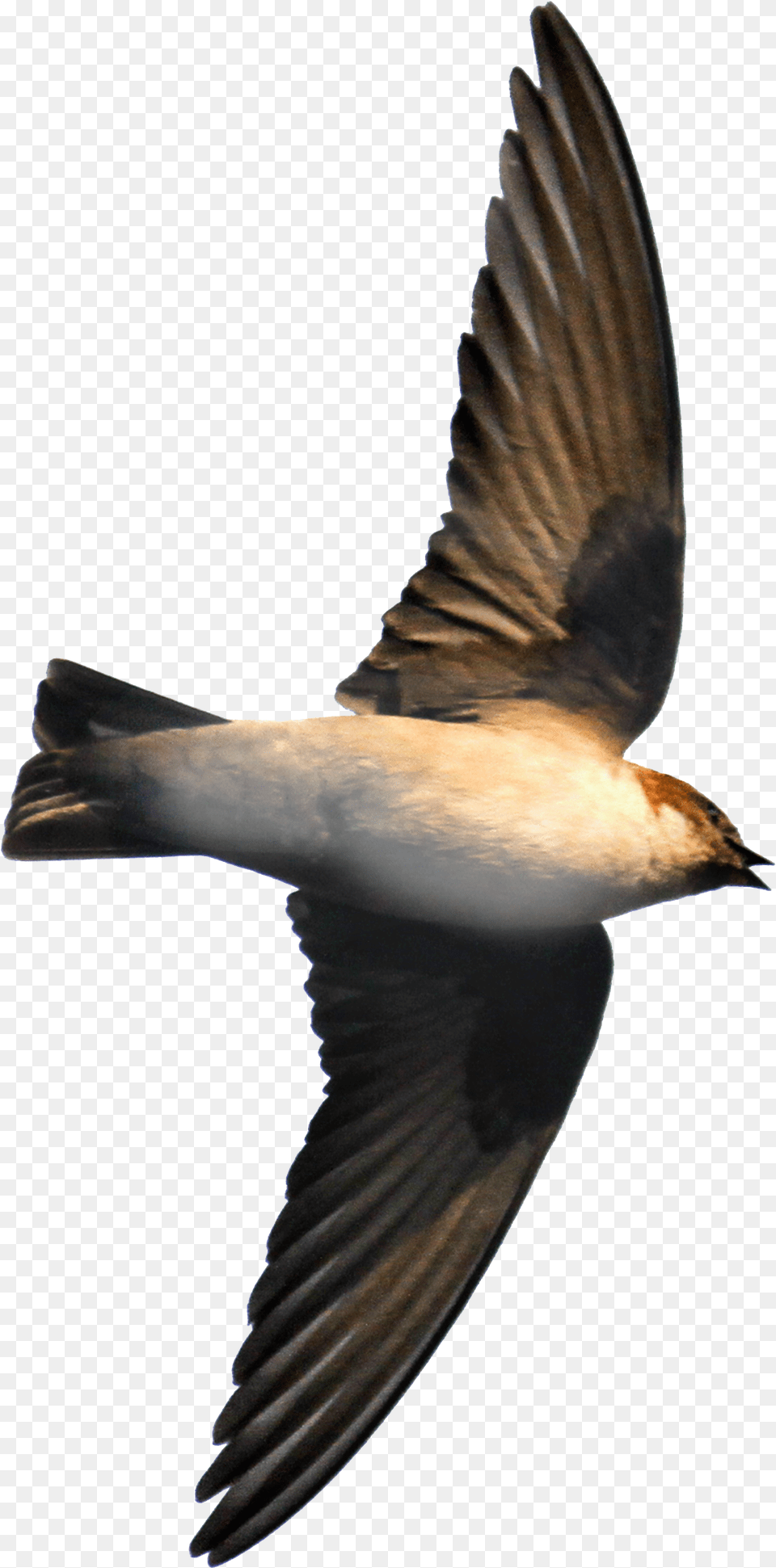 Eurasian Crag Martin David Raju, Animal, Bird, Flying, Swallow Free Png Download