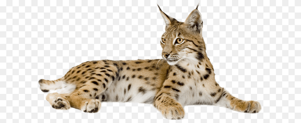 Eurasian Lynx Bobcat Felidae Kitten Lynx Animal, Mammal, Wildlife, Panther Free Transparent Png