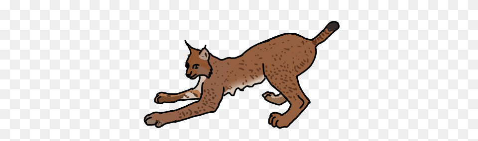 Eurasian Lynx Practice By Cobracatdragon2898, Animal, Mammal, Wildlife, Baby Png