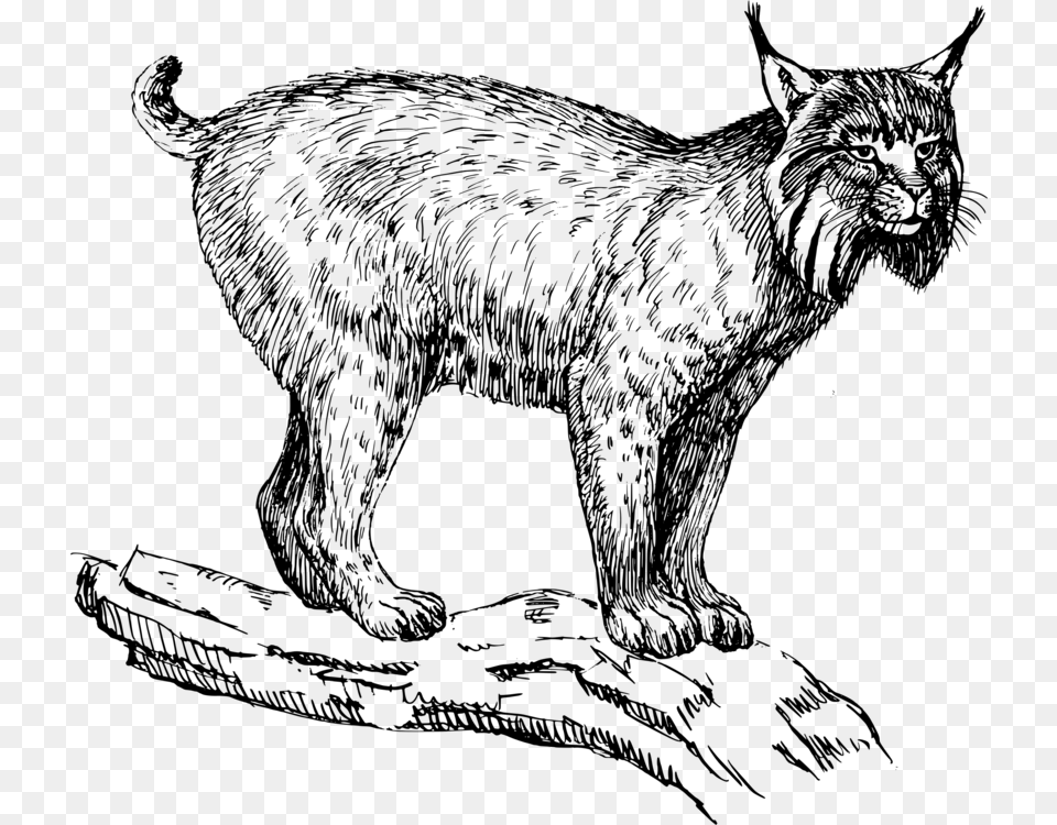 Eurasian Lynx Wildcat Felidae Drawing Bobcat Lynx Clipart, Gray Free Png