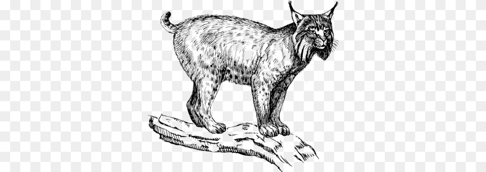 Eurasian Lynx Wildcat Felidae Drawing Bobcat Lynx Clipart, Gray Free Transparent Png