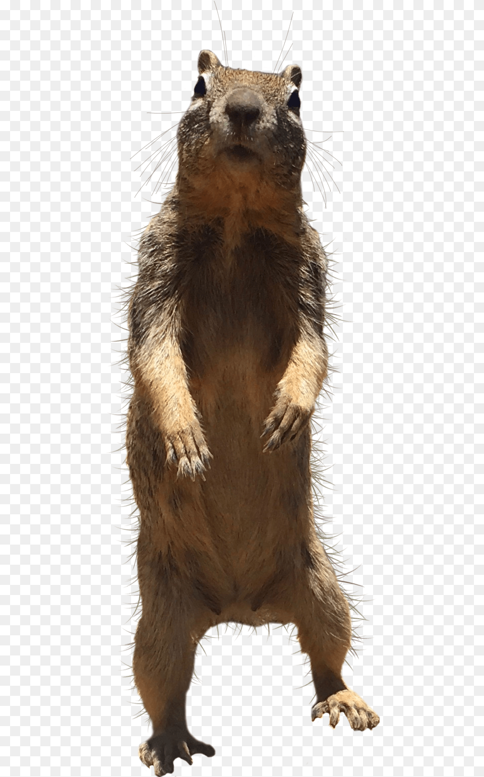 Eurasian Red Squirrel, Animal, Bear, Mammal, Rodent Png