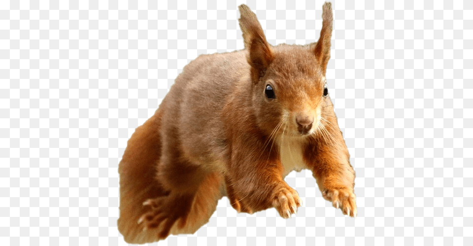 Eurasian Red Squirrel, Animal, Mammal, Rodent, Canine Free Transparent Png