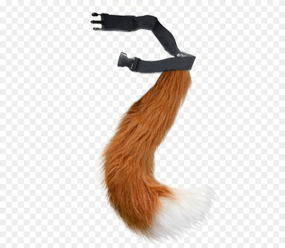 Eurasian Red Squirrel Fox Tail Transparent, Accessories, Strap, Smoke Pipe Free Png Download