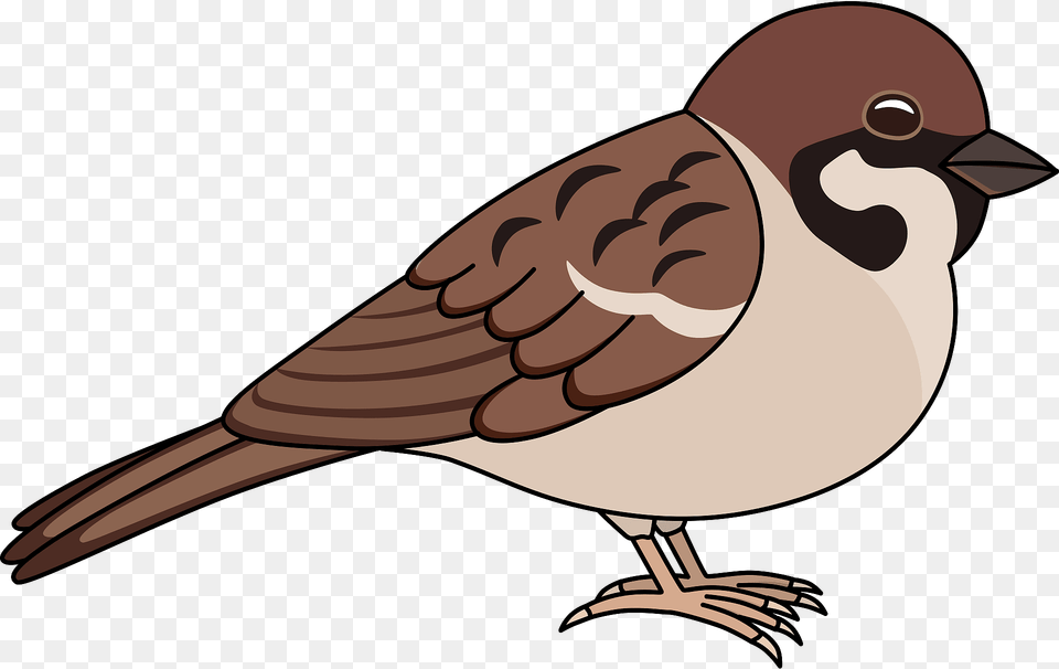 Eurasian Tree Sparrow Clipart, Animal, Bird, Finch, Fish Png