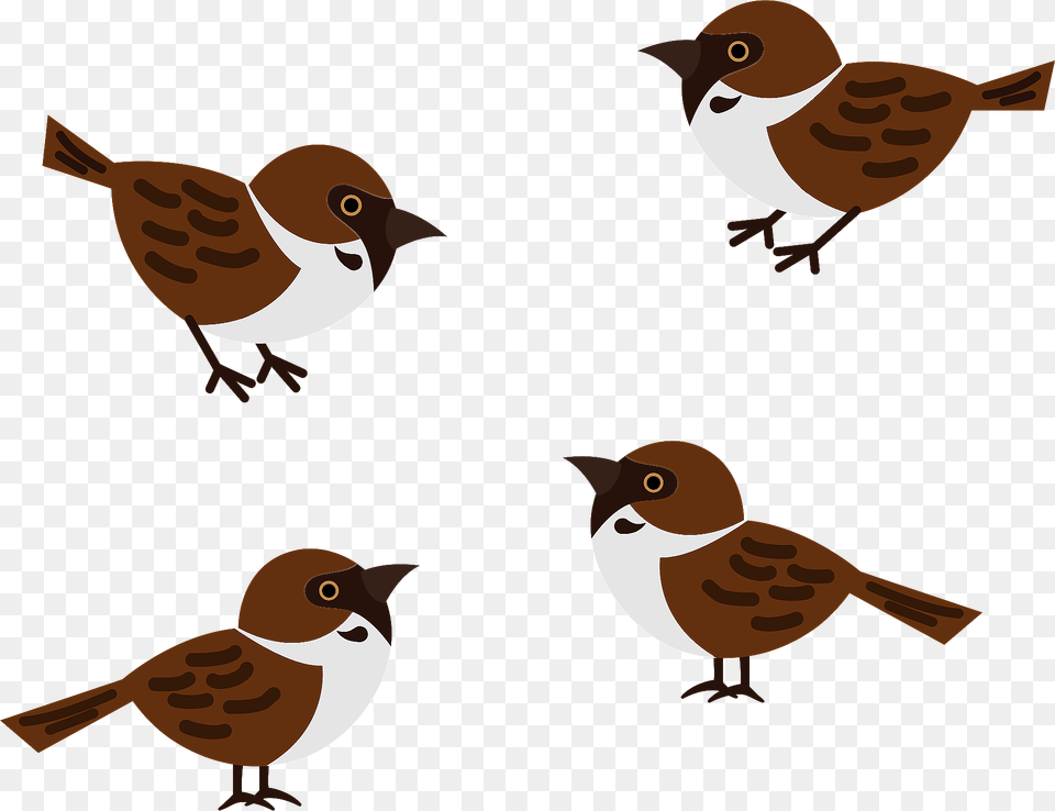 Eurasian Tree Sparrows Clipart, Animal, Bird, Sparrow, Finch Free Transparent Png