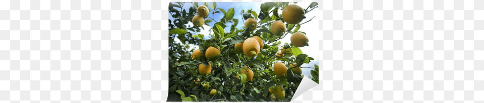 Eureka Lemon Tree, Citrus Fruit, Food, Fruit, Grapefruit Png