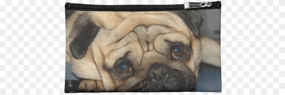 Euro Pug Face Bag Pug, Animal, Canine, Dog, Mammal Free Png Download