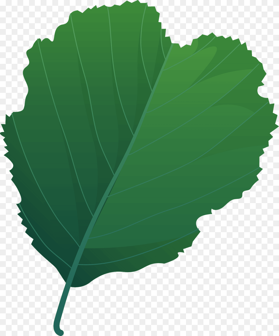 European Alder Spring Leaf Clipart, Plant, Oak, Sycamore, Tree Free Png Download