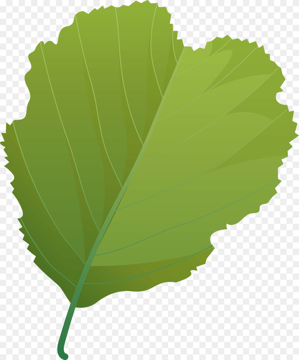 European Alder Summer Leaf Clipart, Plant, Oak, Sycamore, Tree Png Image