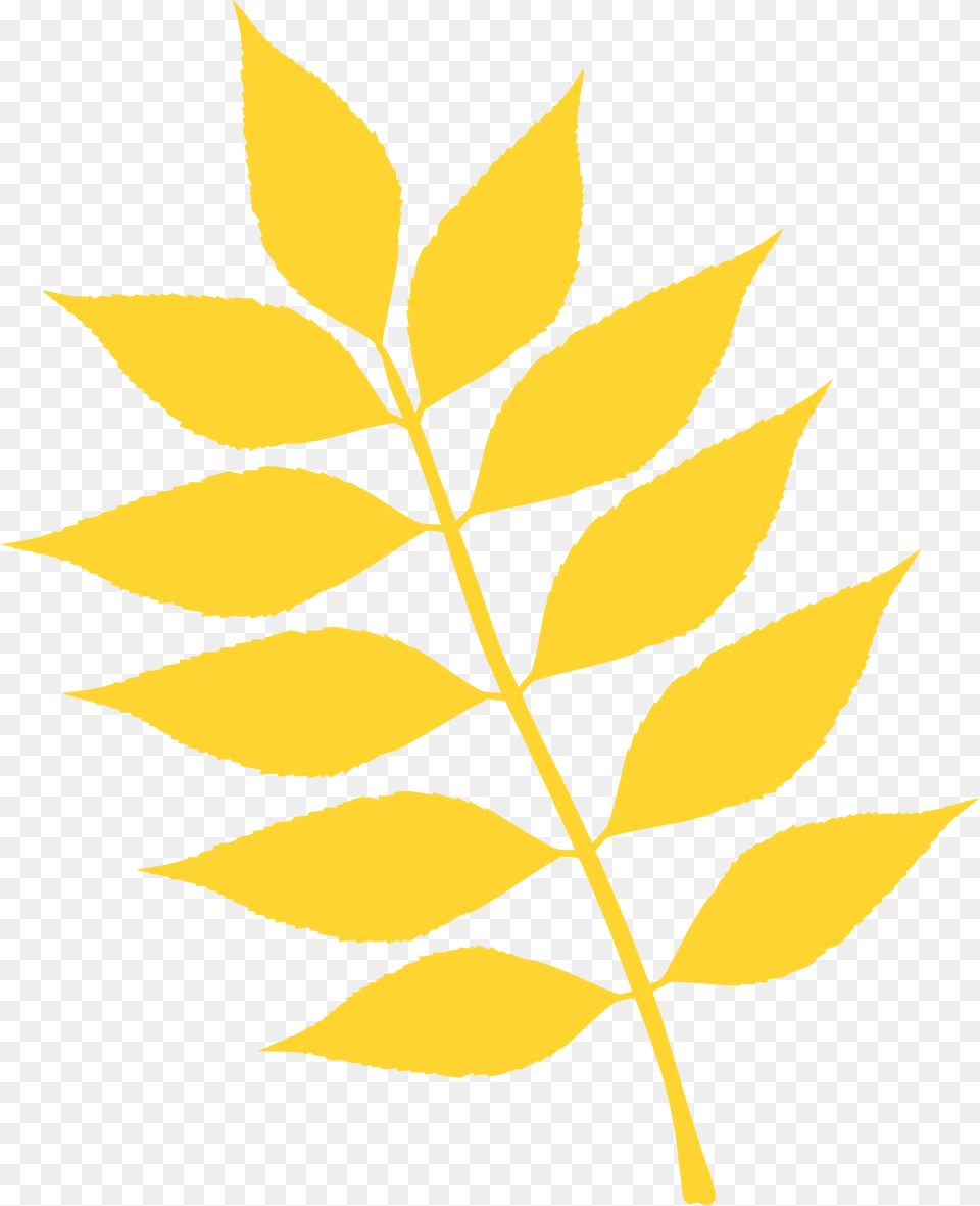 European Ash Leaf Silhouette, Plant, Herbal, Herbs Free Png