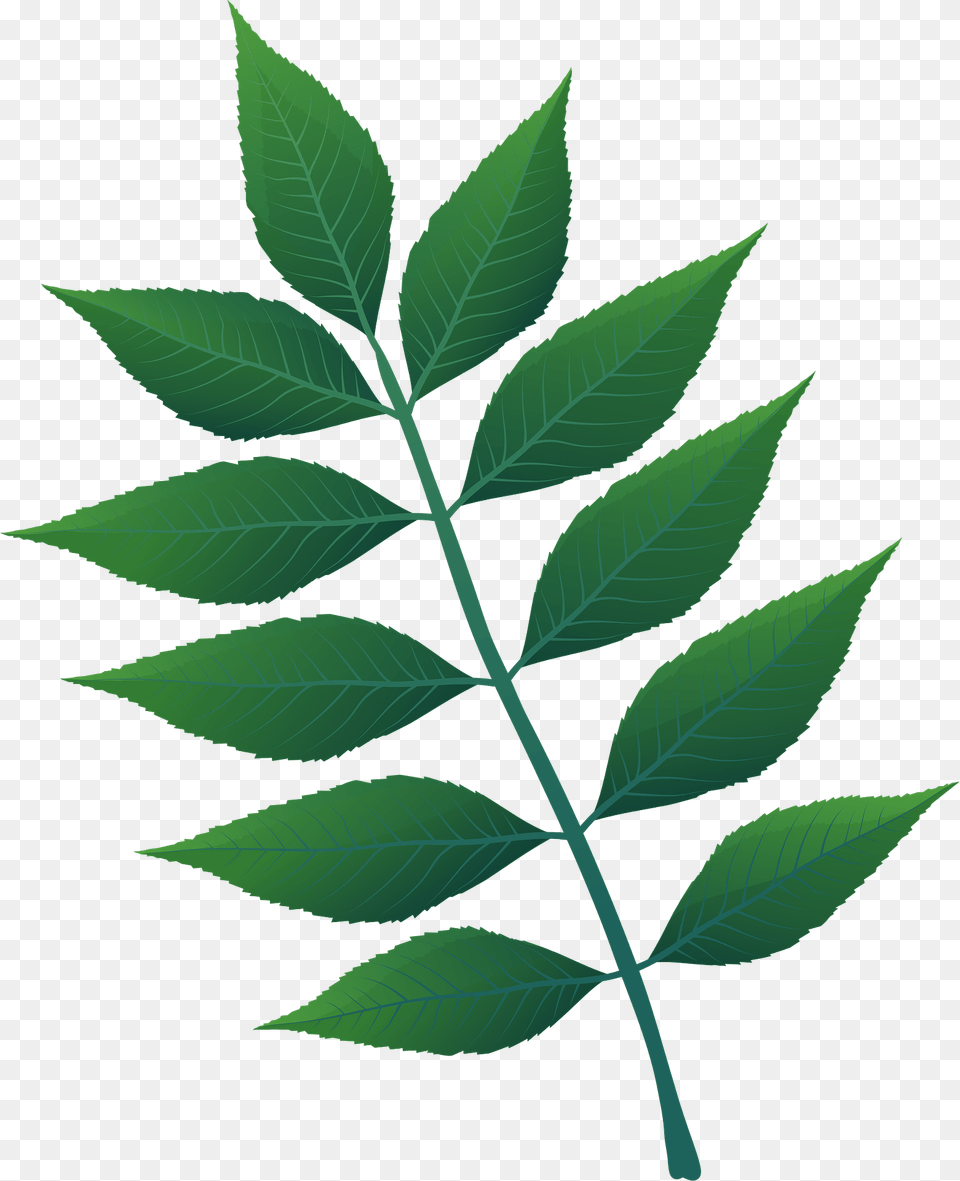 European Ash Spring Leaf Clipart, Green, Plant, Herbal, Herbs Png Image