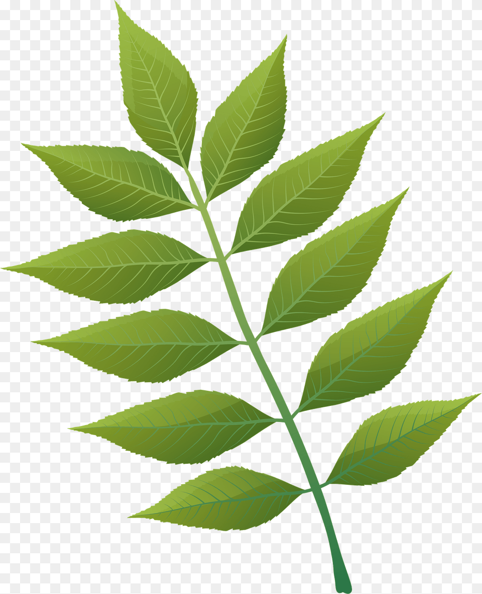 European Ash Summer Leaf Clipart, Green, Plant, Tree, Vegetation Free Png Download