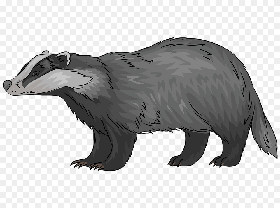 European Badger Clipart, Animal, Mammal, Wildlife, Dinosaur Free Png