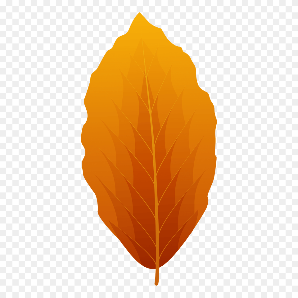 European Beech Autumn Leaf Clipart, Plant, Tree Free Png