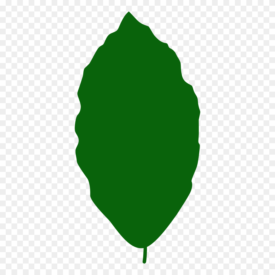 European Beech Leaf Silhouette, Green, Plant Free Transparent Png