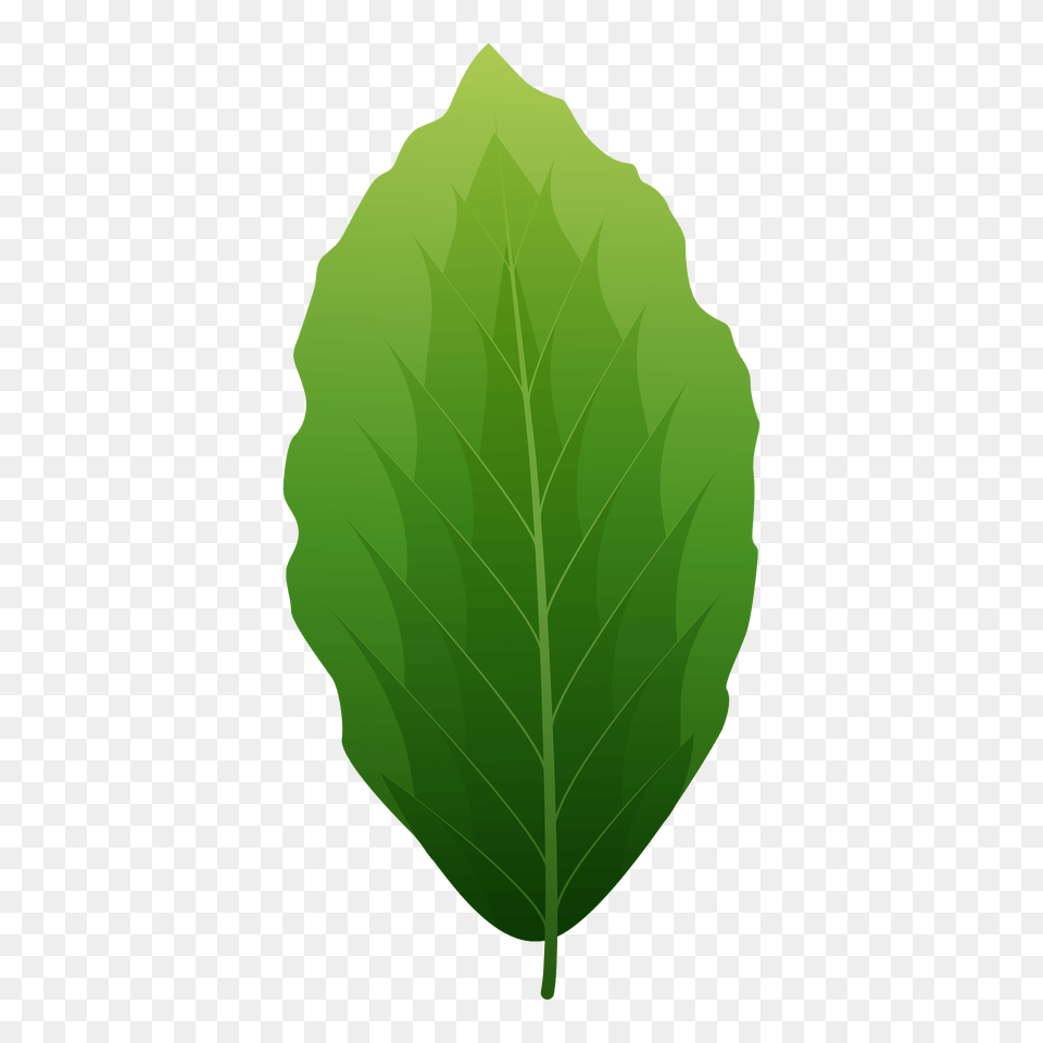 European Beech Spring Leaf Clipart, Plant Free Png Download
