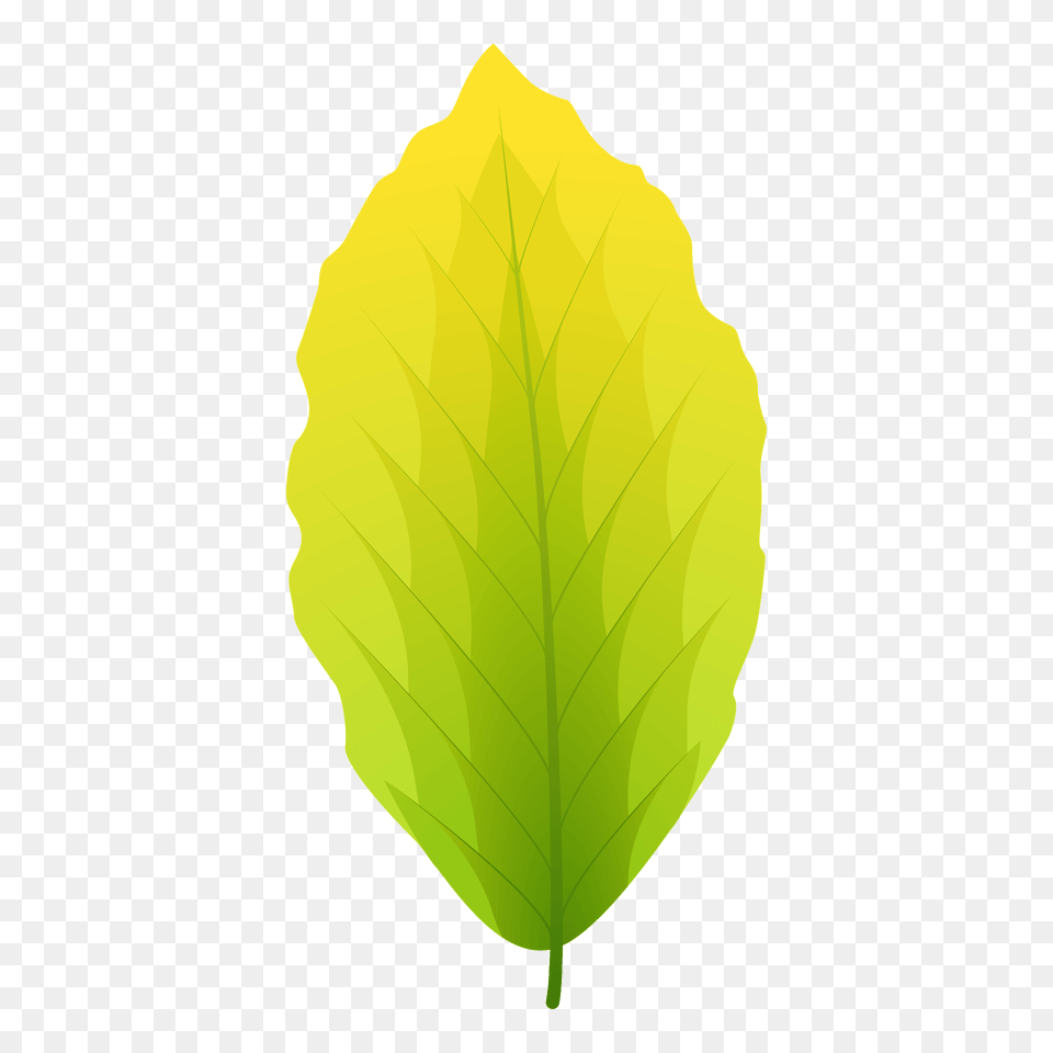 European Beech Summer Leaf Clipart, Plant Free Transparent Png