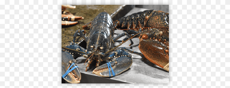 European Clawed Lobster American Lobster, Animal, Food, Invertebrate, Sea Life Png