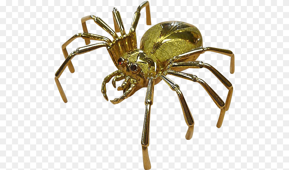 European Garden Spider, Animal, Invertebrate Png Image