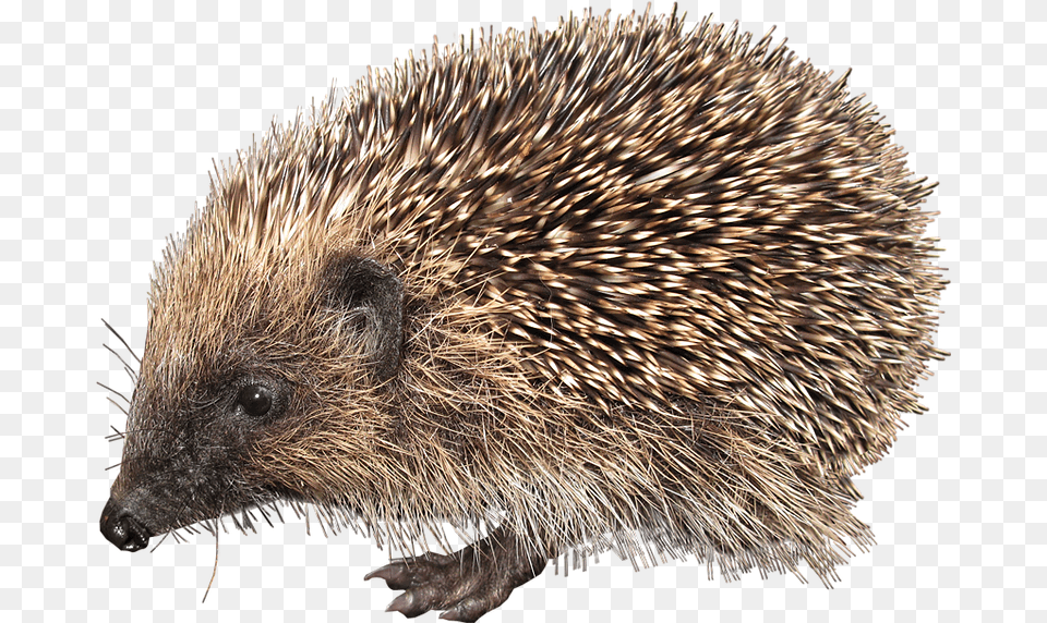 European Hedgehog, Animal, Mammal, Plant, Porcupine Png Image