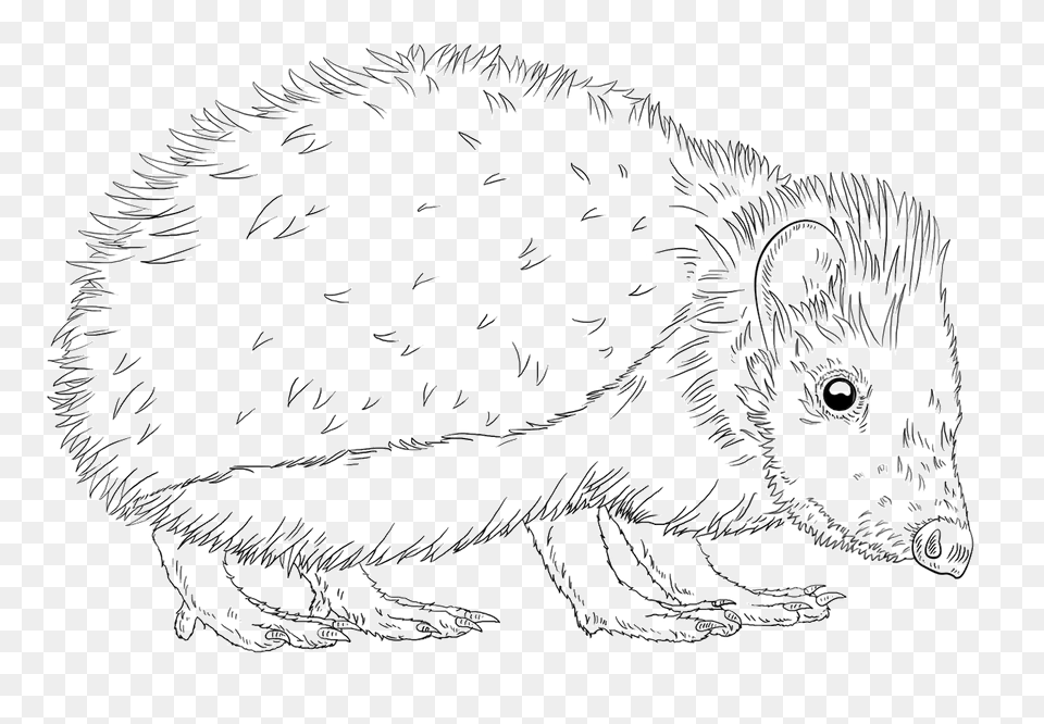 European Hedgehog Clipart, Animal Free Png