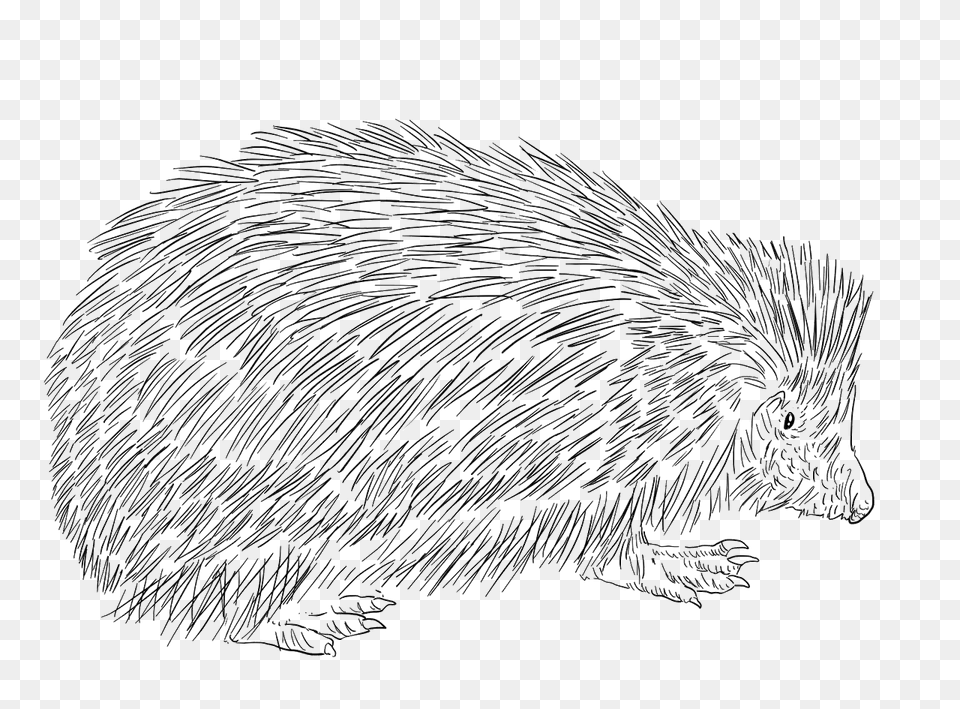 European Hedgehog Clipart, Animal, Mammal, Bird, Kiwi Bird Png