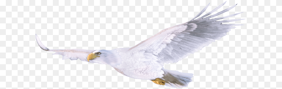 European Herring Gull, Animal, Bird, Flying, Beak Png