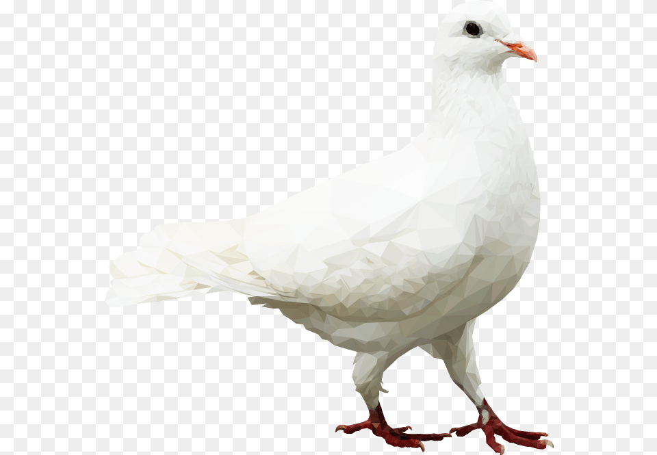 European Herring Gull, Animal, Bird, Dove, Pigeon Free Png Download