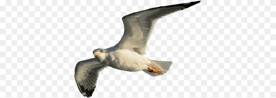 European Herring Gull, Animal, Bird, Seagull, Waterfowl Png Image
