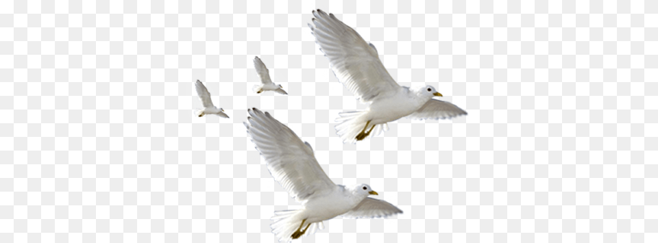 European Herring Gull Common Flying Seagulls, Animal, Bird, Seagull, Waterfowl Free Png Download