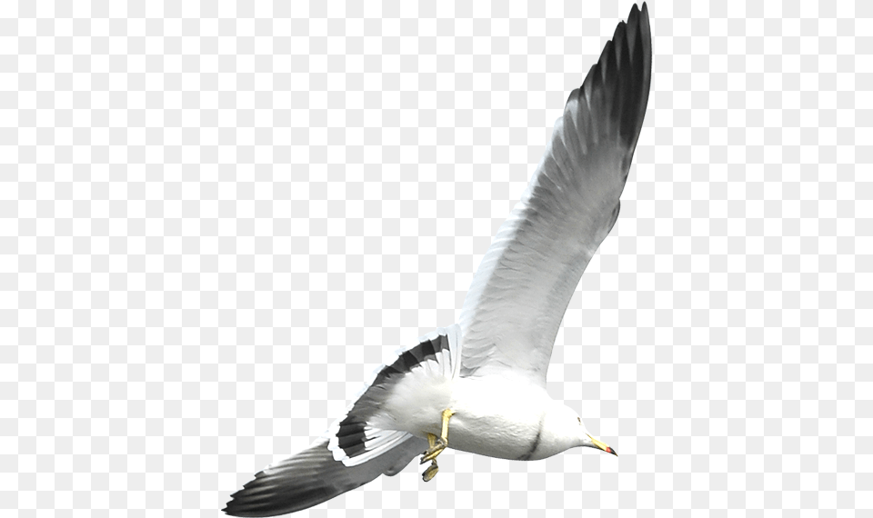 European Herring Gull Flight Bird Weie Vogel Mit Grauer Flgeln, Animal, Beak, Flying, Seagull Free Png