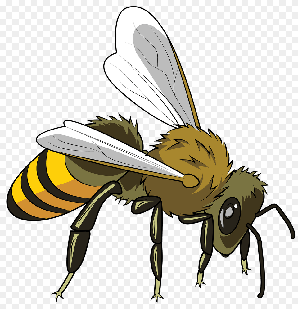 European Honeybee Clipart, Animal, Bee, Honey Bee, Insect Free Png